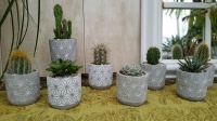 5.5cm Star Pot with Plant (12)